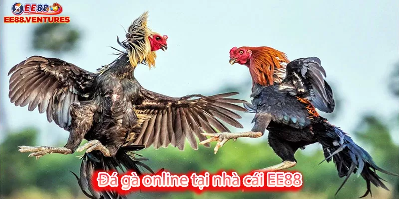 Đá gà online tại nhà cái EE88 - Cơ hội trúng thưởng lớn 