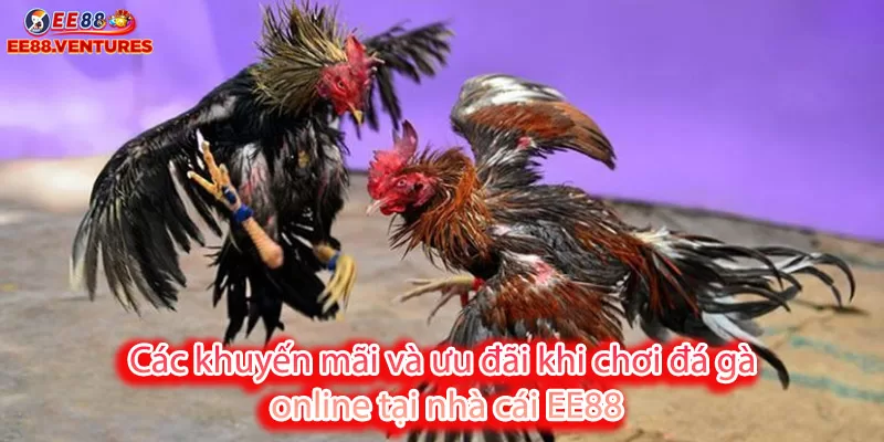 Các khuyến mãi và ưu đãi khi chơi đá gà online tại nhà cái EE88